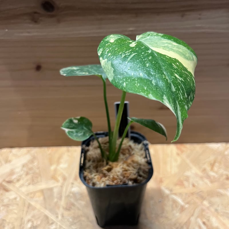 モンステラ　デリシオーサ　タイコンステレーション　クリームブリュレ 2芽有り】モンステラ デリシオーサ 'タイコンステレーション クリーム