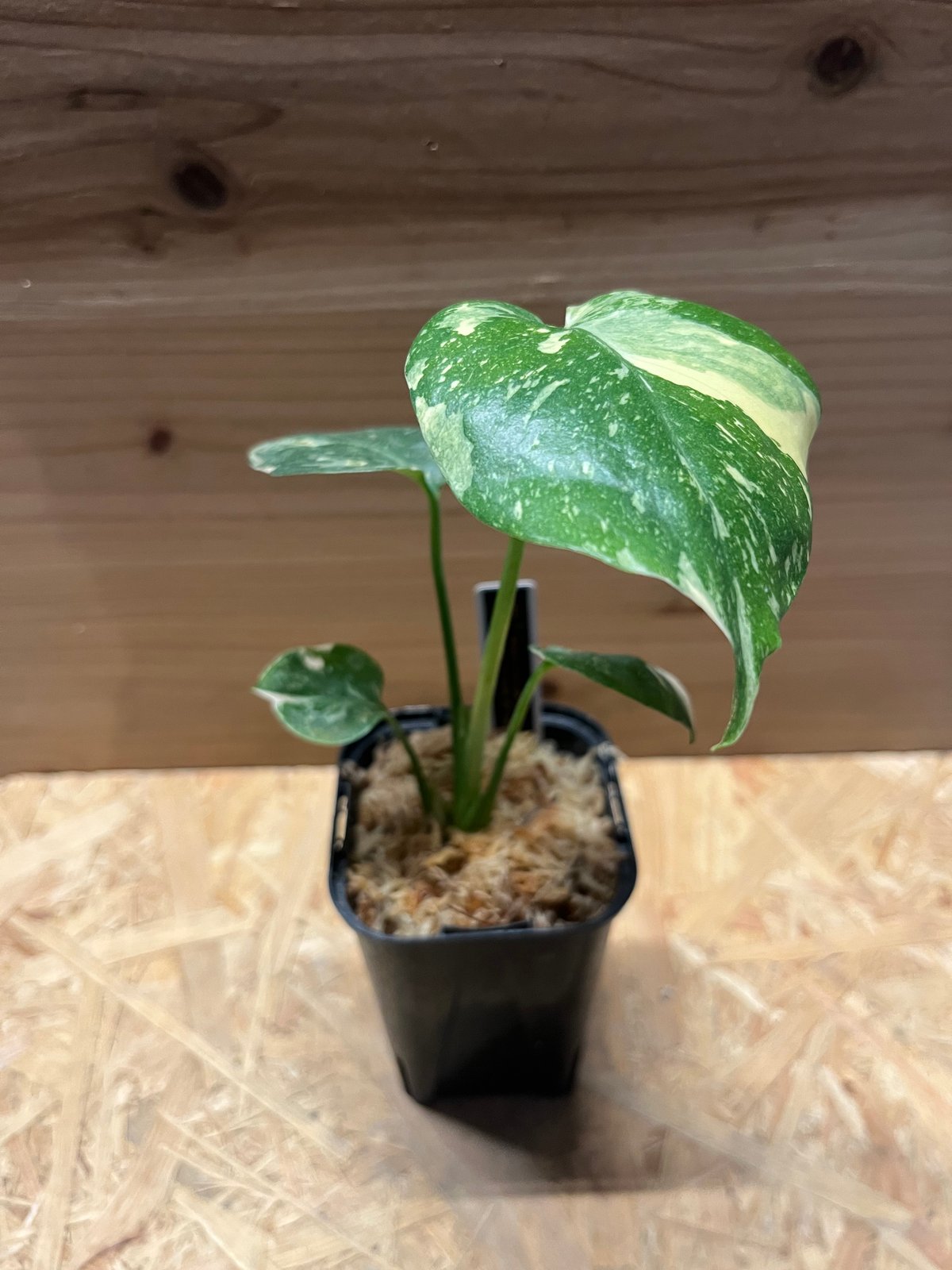 り*く様 モンステラ クリームブリュレ しっかり発根・健康株 り*く様 り*く様 モンステラ クリームブリュレ しっかり発根・健康株 り*く様