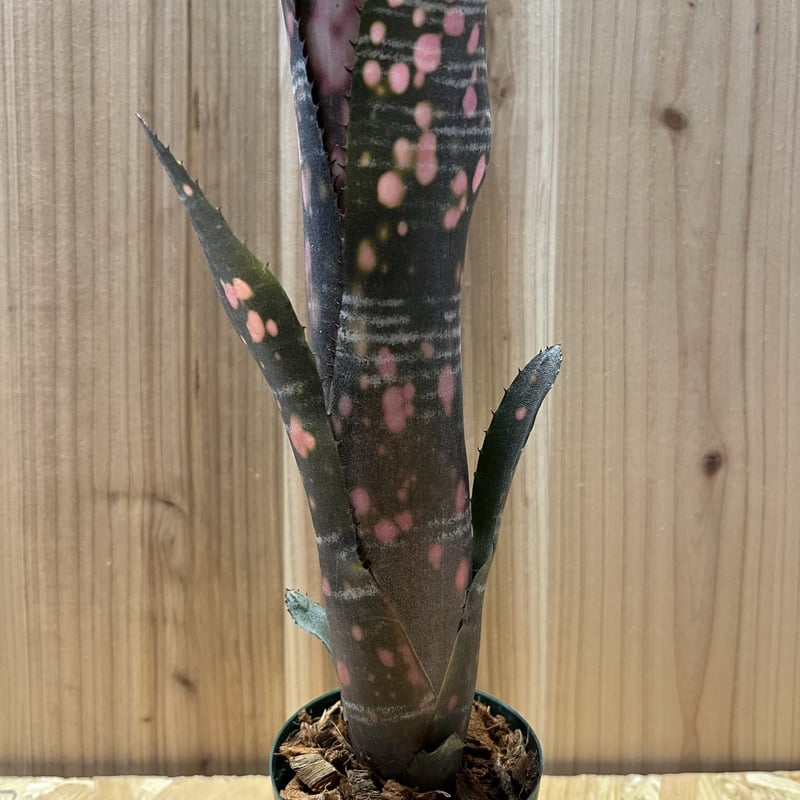 ビルベルギア インセンディアリーデライト | GREEN LUCK