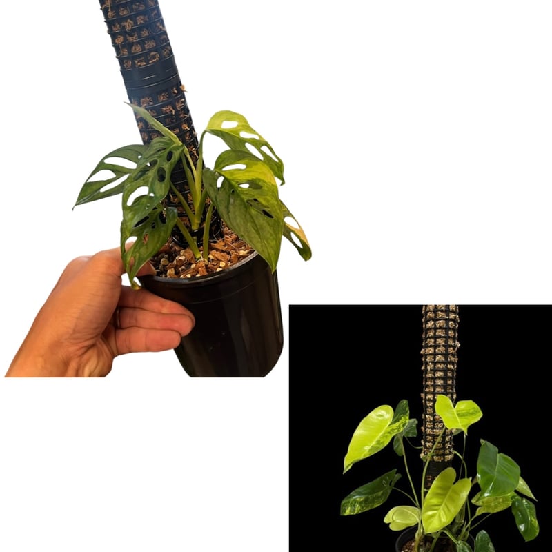 モスポール鉢 ポール付き ブラック | GREEN LUCK