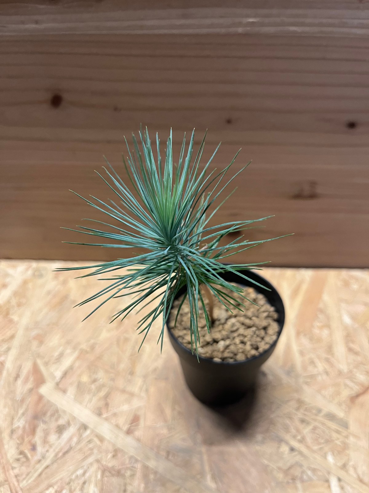 シルバーリーフ　マルチネス　ピニョン松　ピニョンマツ　鉢植え　苗 マルチネス ピニョン松 ピニョンマツ 鉢植え 苗