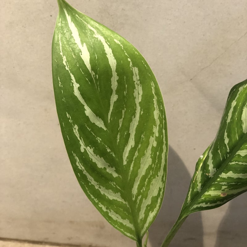 アグラオネマ カーティシー 山採りワイルド株 | GREEN LUCK アグラオネマ カーティシー 山採りワイルド株 | GREEN LUCK
