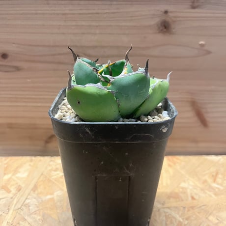 ジャガーノート | STORES