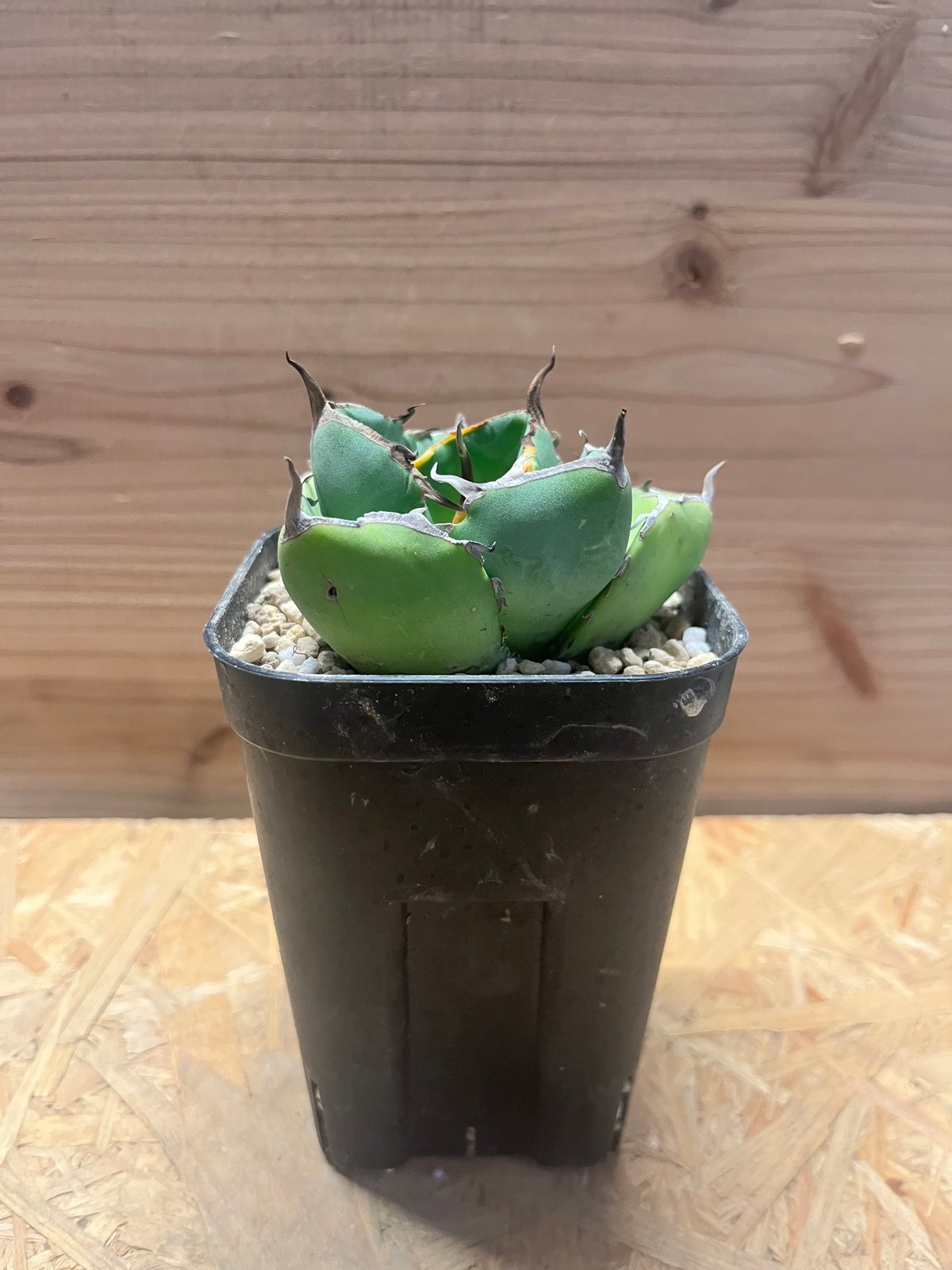 アガベ チタノタ 'ジャガーノート hyb.' | GREEN LUCK