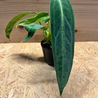 ネオレゲリア ノスフェラトゥ | GREEN LUCK