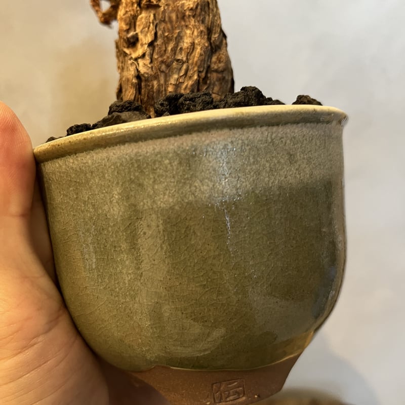 ペラルゴニウム トリステ ×伝市鉢 | GREEN LUCK