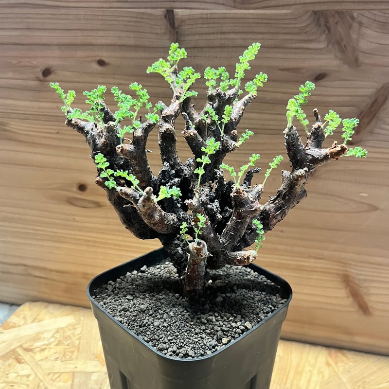 ペラルゴニウム アルテルナンス | GREEN LUCK