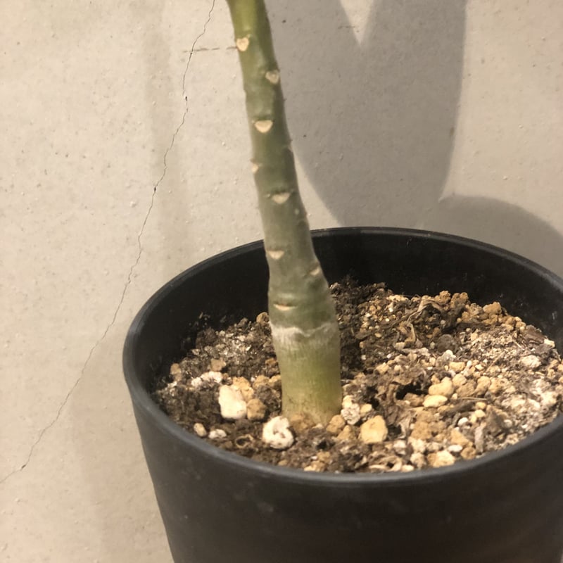 パキポディウム デカリー | GREEN LUCK