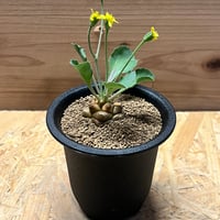 コピアポア シネレア 黒王丸 カキコ | GREEN LUCK