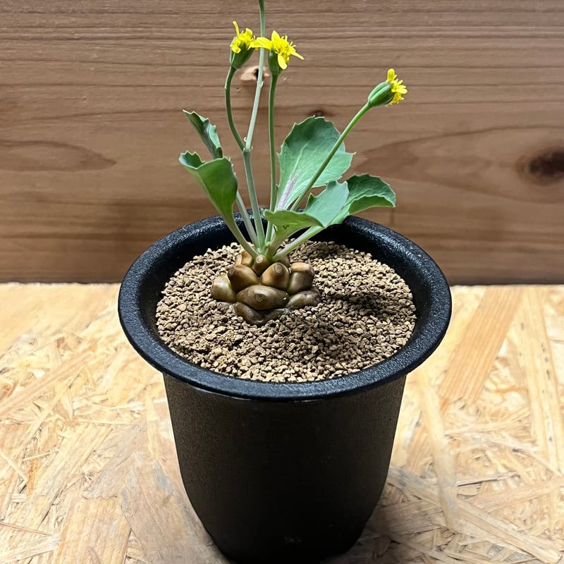 オトンナ・ヘレー オトンナ ヘレー | GREEN LUCK