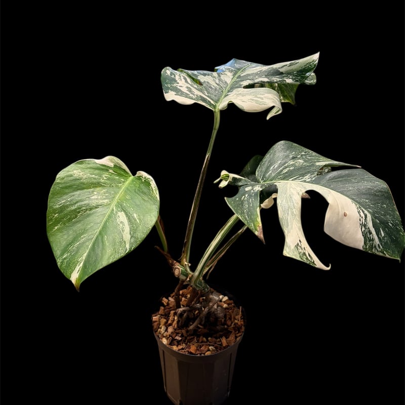 モンステラ 'ホワイトフェアリー' | GREEN LUCK