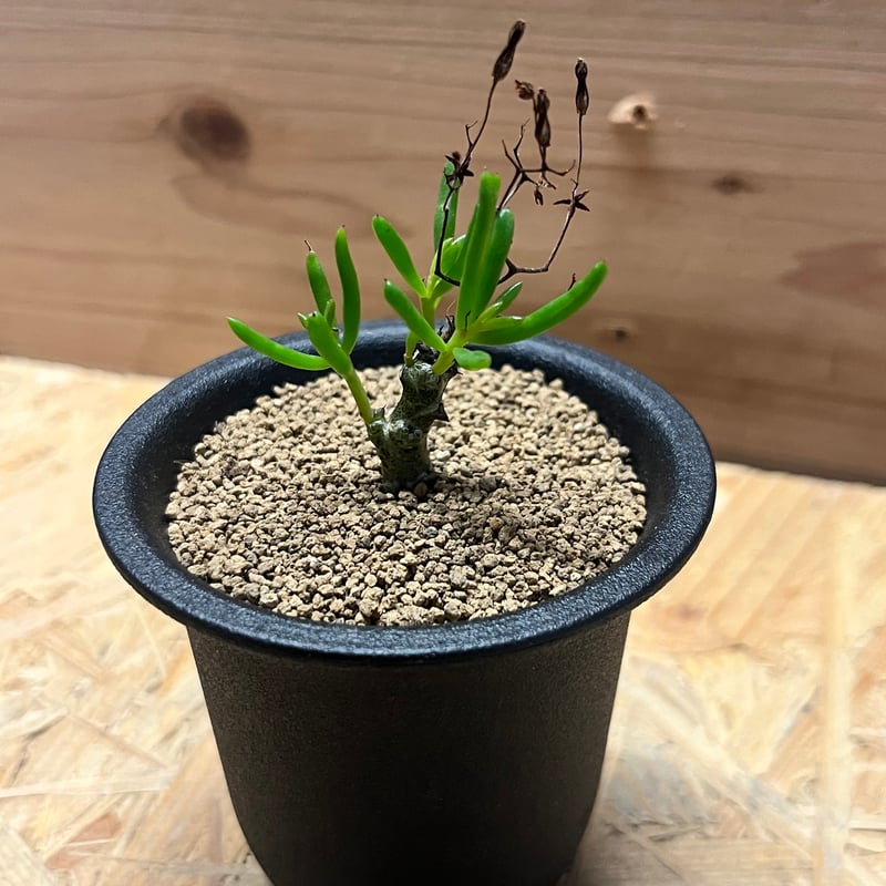 チレコドン ニグリカウリス | GREEN LUCK