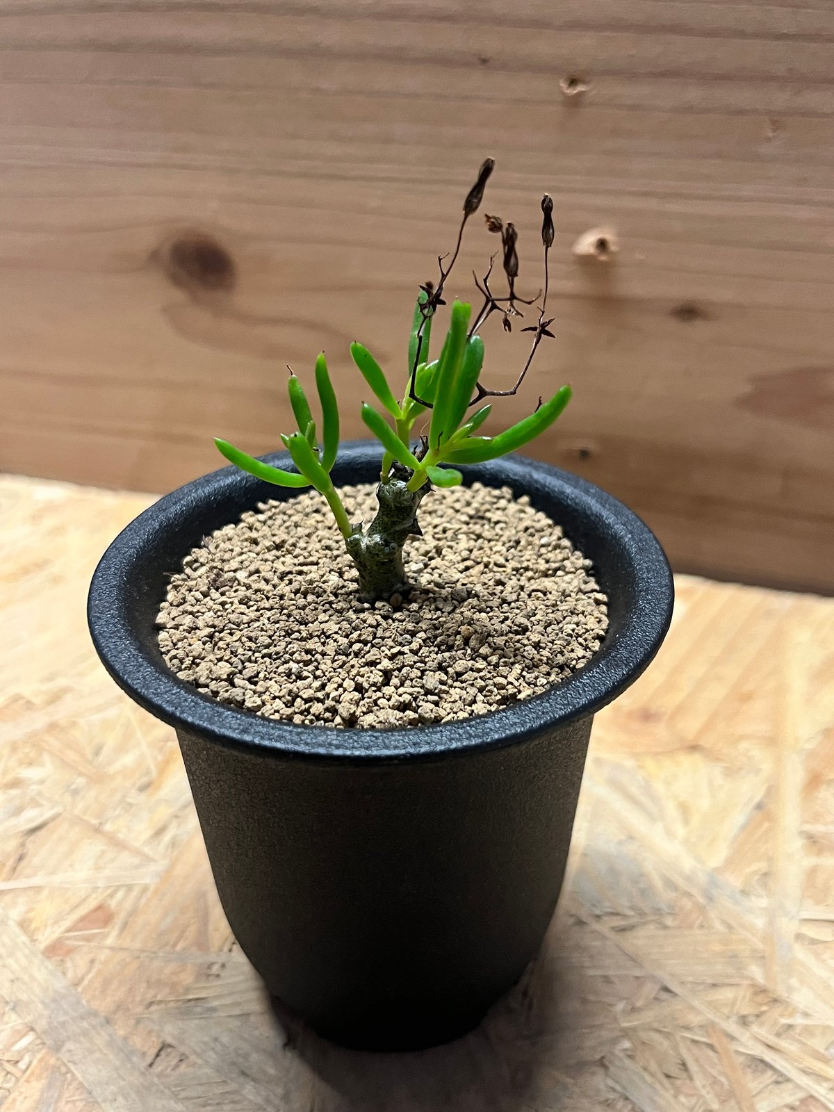 チレコドン ニグリカウリス | GREEN LUCK