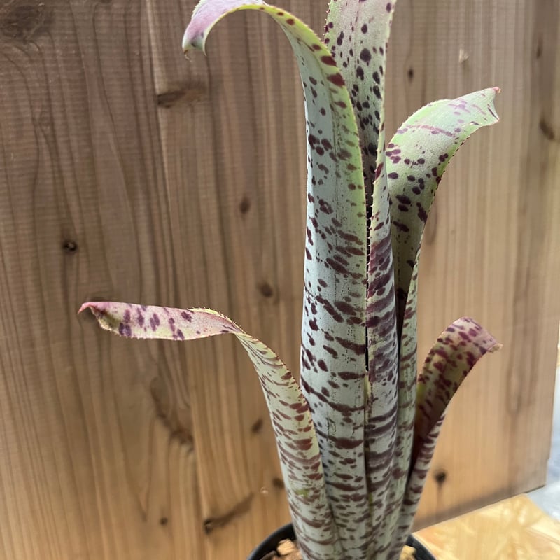 ケスネリア マルモラータ ティムプローマン | GREEN LUCK