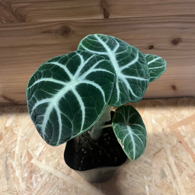 アロカシア ニンジャ | GREEN LUCK