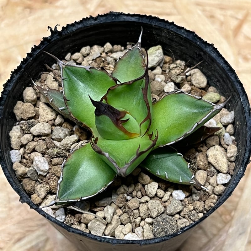 アガベ ホリダ 実生 | GREEN LUCK