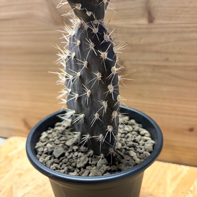 オプンチア ガラパゲイア | GREEN LUCK