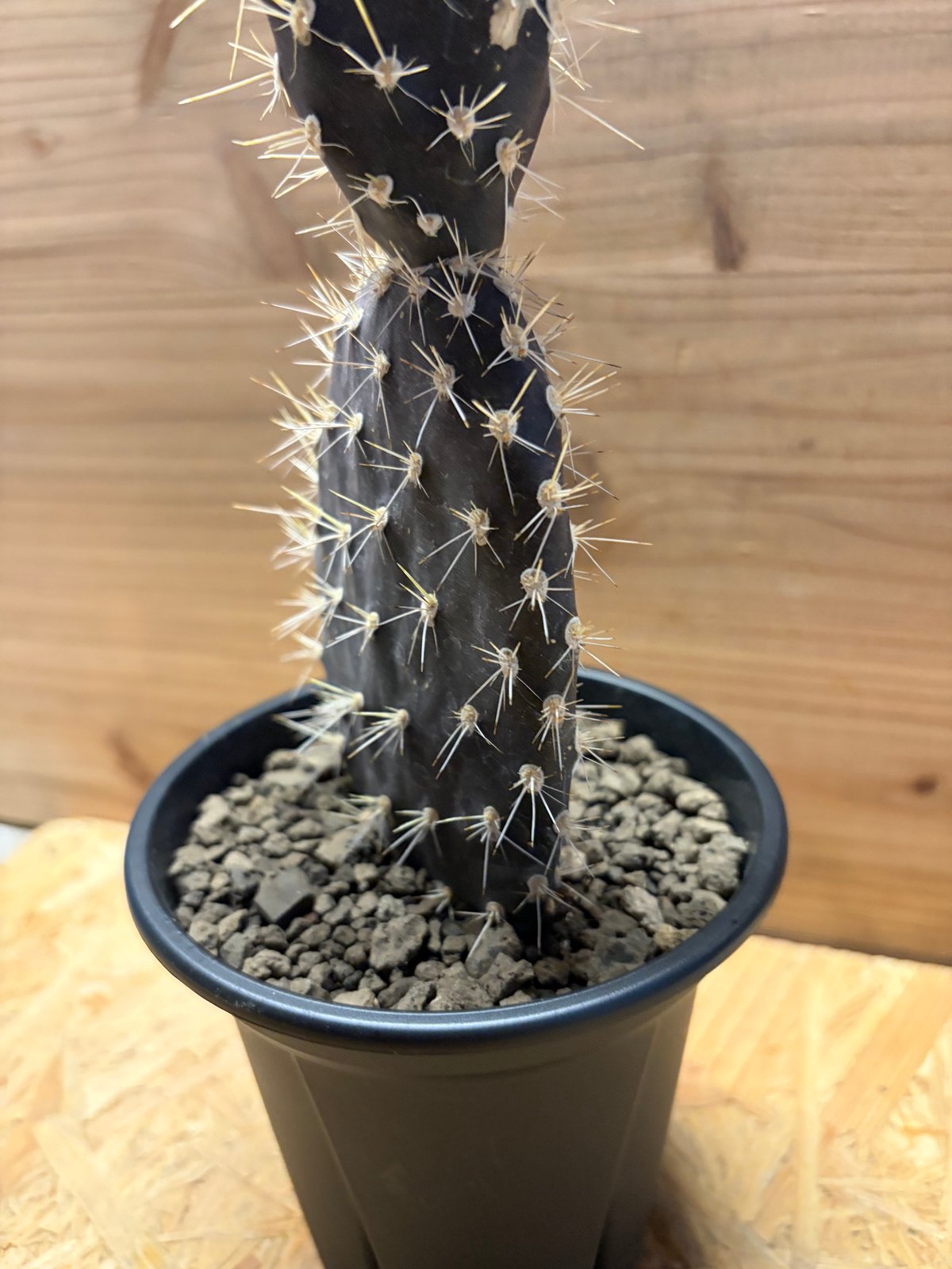 オプンチア ガラパゲイア | GREEN LUCK