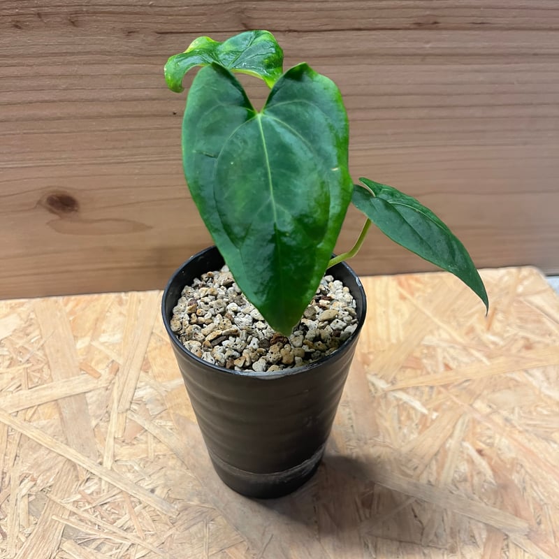 アンスリウム　(パピリラミナム × サブシグナツム) x ポーティラエ アンスリウム (パピリラミナム × サブシグナツム) x