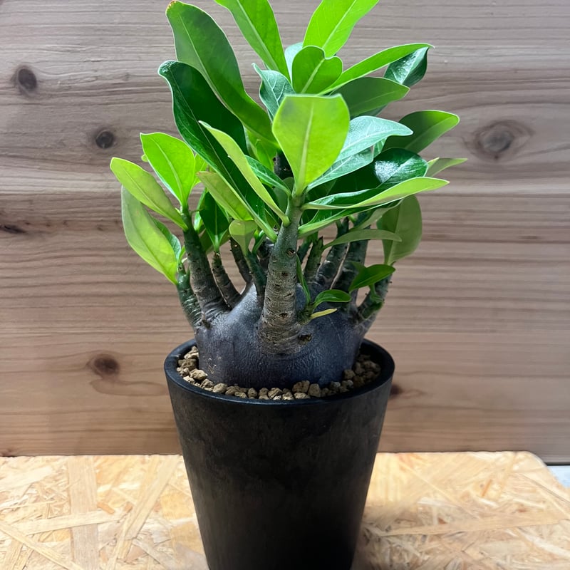 アデニウム 'ブラックゴジラ' | GREEN LUCK