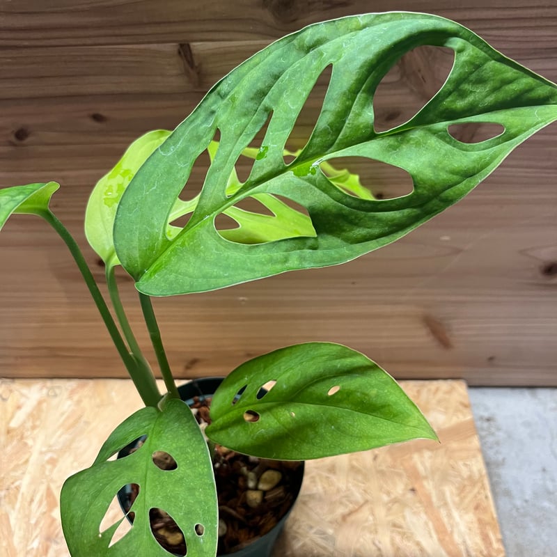 モンステラ エスケレート | GREEN LUCK