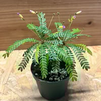 【鉢ごと】マランタ　light veins ライトバンズ Maranta light veins マランタ ライトベインズ（ライトバンズ） - メルカリ