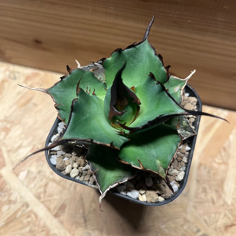 アガベ チタノタ ハデス 黒帝斯 恐龍牙歯 | GREEN LUCK