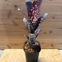 ビルベルギア　'スモークスタック'