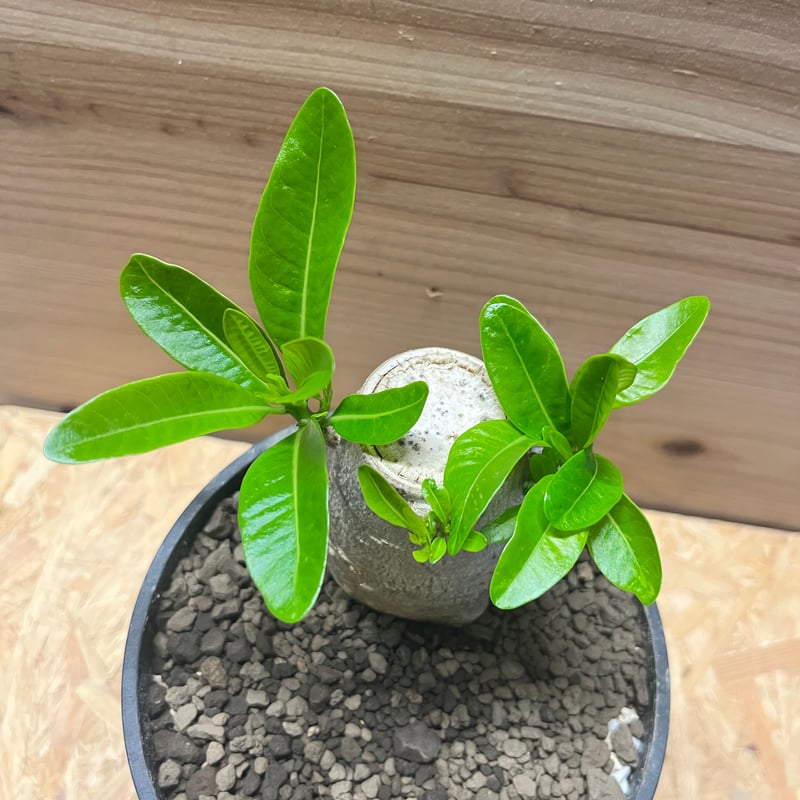 パキポディウム デカリー Pachypodium decaryi 海外正規輸入 パキポディウム デカリー | GREEN LUCK