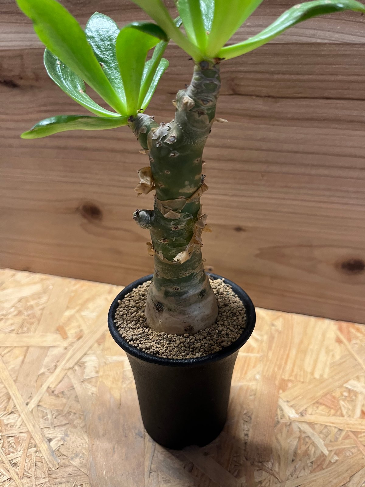 チレコドン パニクラータス | GREEN LUCK