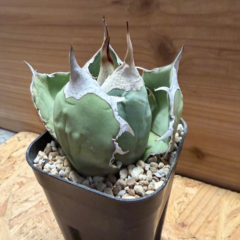 アガベ オテロイ オアハカ | GREEN LUCK