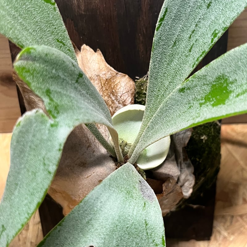 ビカクシダ ハイマ | GREEN LUCK