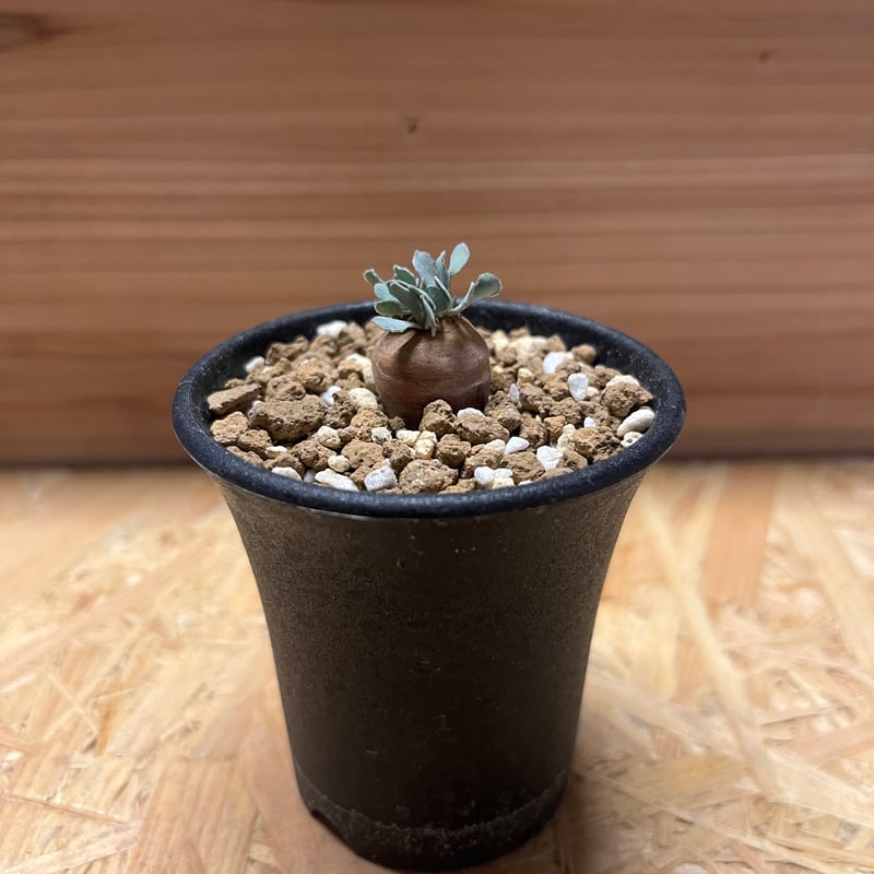 激カワ 歪なじゃがいも オトンナ カカリオイデス ODDROOTS管理株