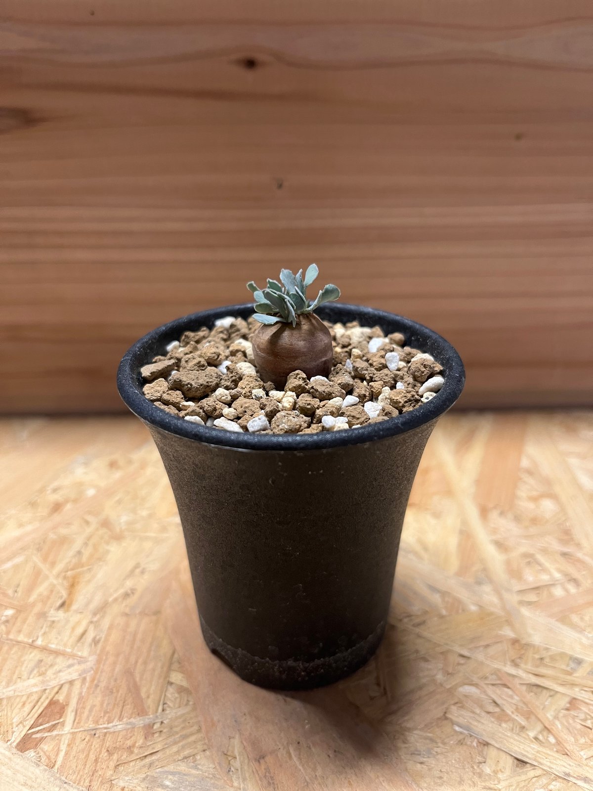 オトンナ カカリオイデス 実生 | GREEN LUCK