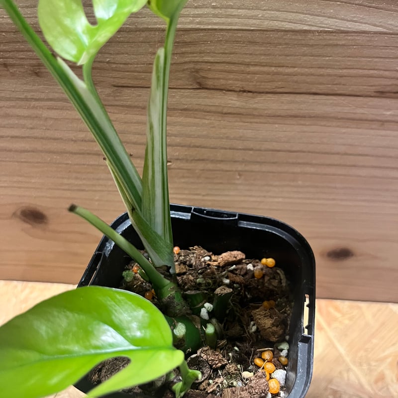 斑入りラフィドフォラ テトラスペルマ パラゴン | GREEN LUCK