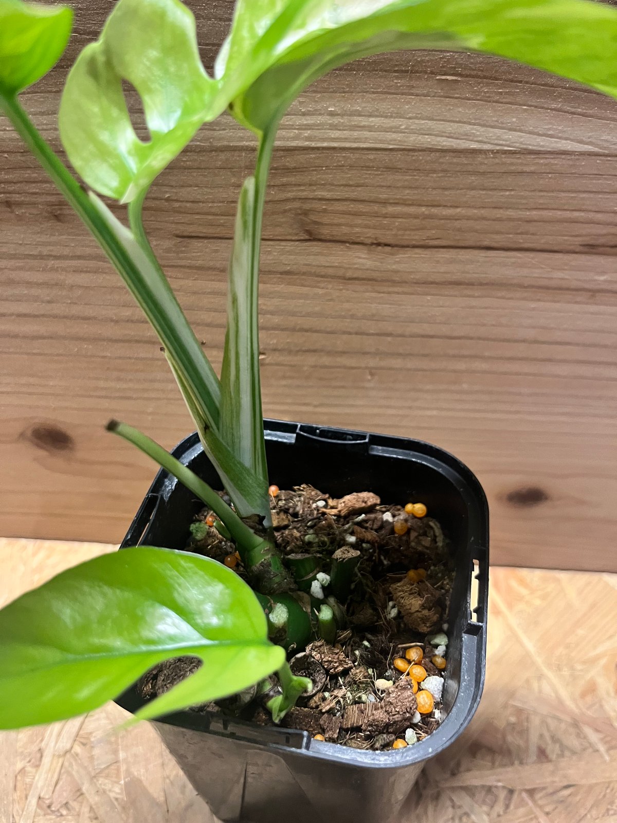 斑入りラフィドフォラ テトラスペルマ パラゴン | GREEN LUCK