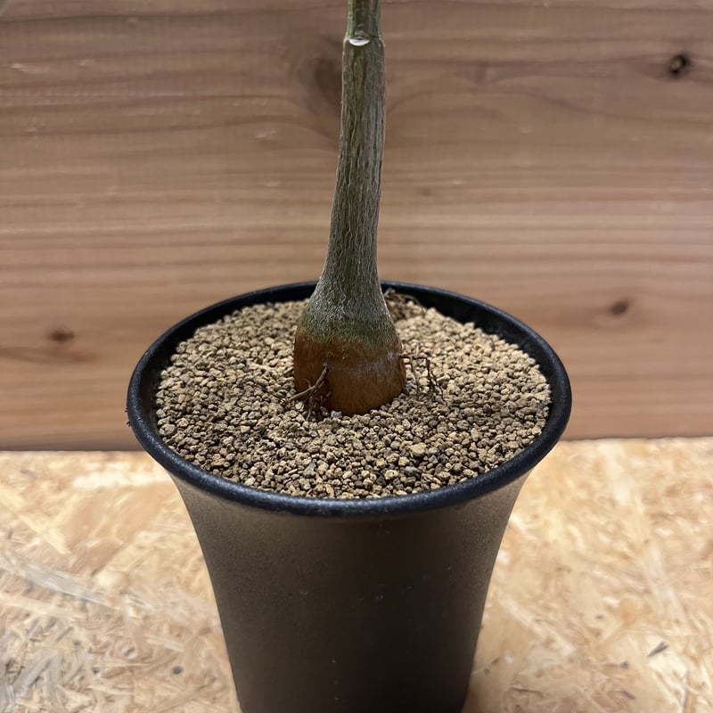 プセウドボンバックス エリプティクム | GREEN LUCK