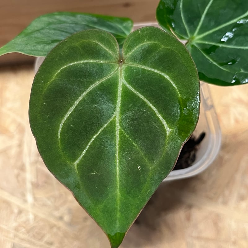 アンスリウム キングオブスペード （HU） | GREEN LUCK