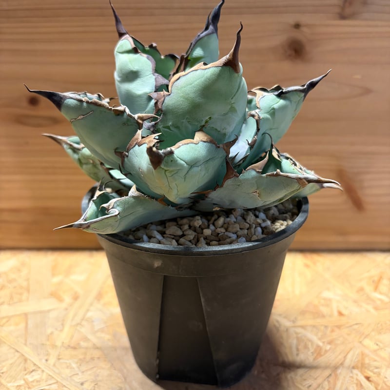 アガベ チタノタ 'ブラックアンドブルー' | GREEN LUCK