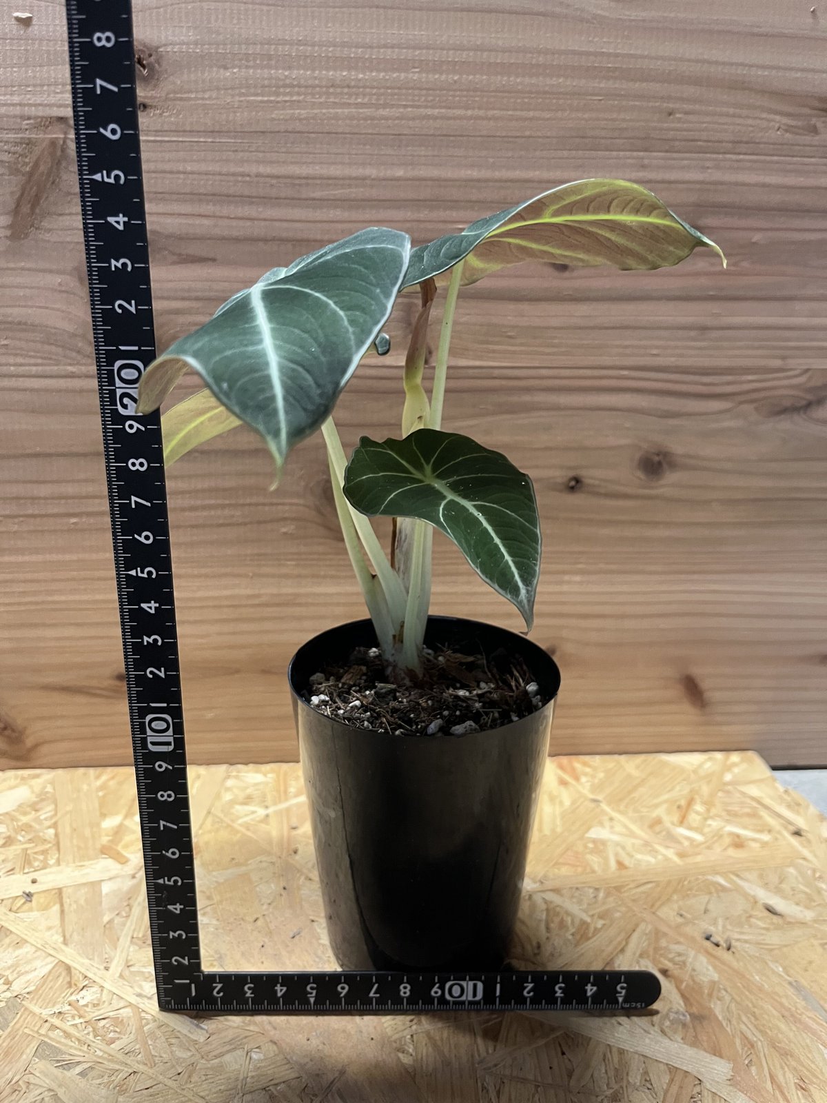 アロカシア ブラックベルベット | GREEN LUCK