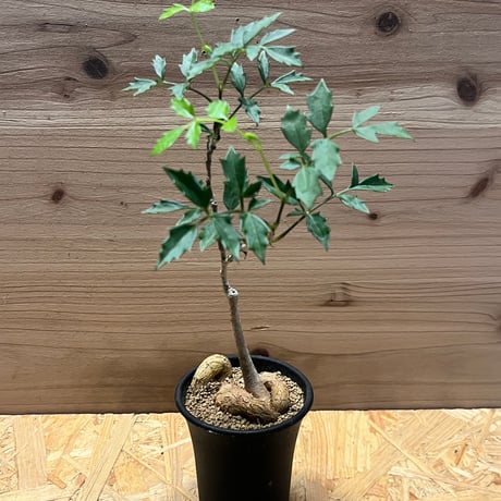 キフォステンマ | STORES