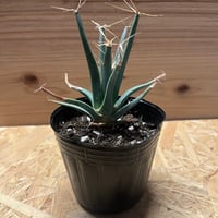 アガベ チタノタ ブルーダイヤモンド | GREEN LUCK