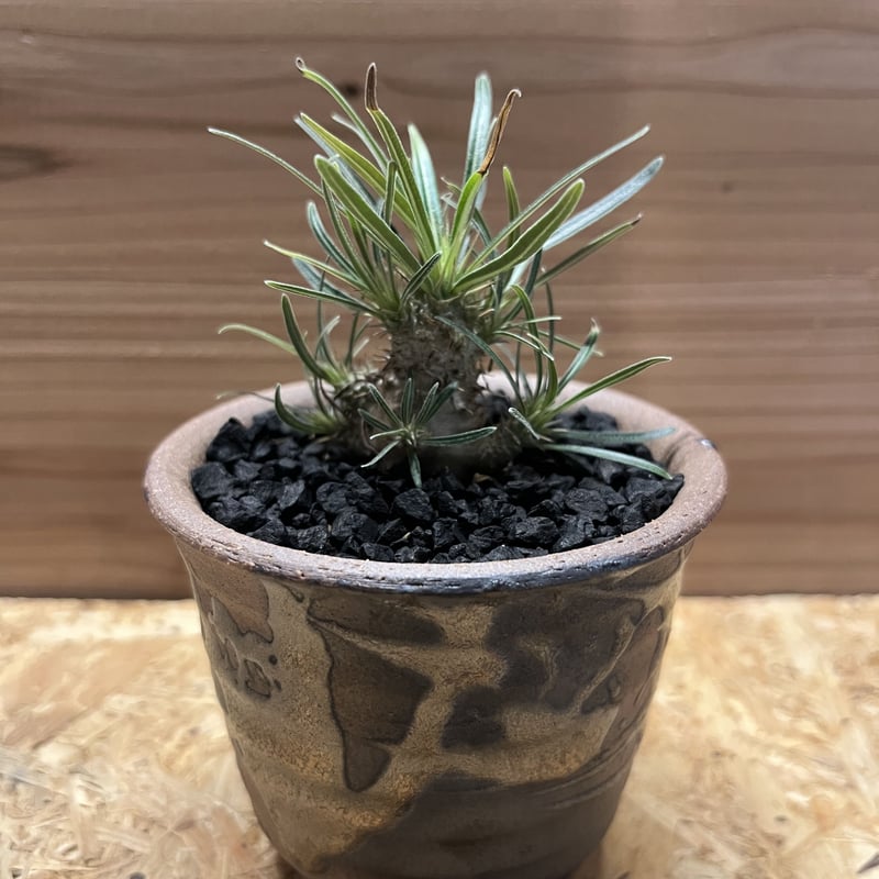 パキポディウムグラキリス　2株セット　陶器鉢付き 植物×鉢] パキポディウム グラキリス × valiem XLサイズ 陶器鉢