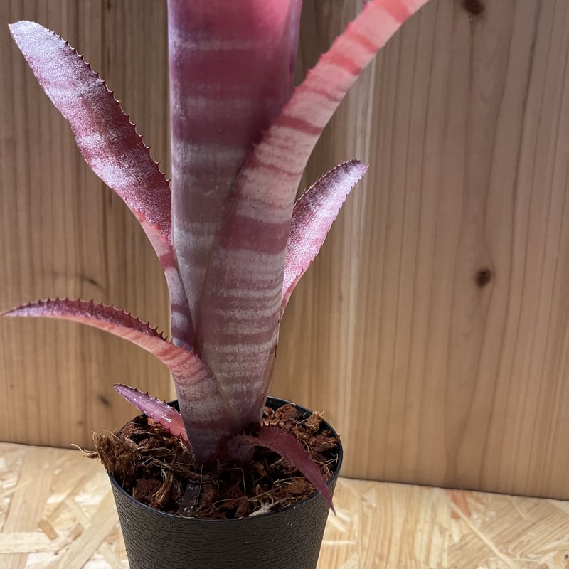 ビルベルギア ビッタータ ドミンゴスマルティンス×ストロベリー