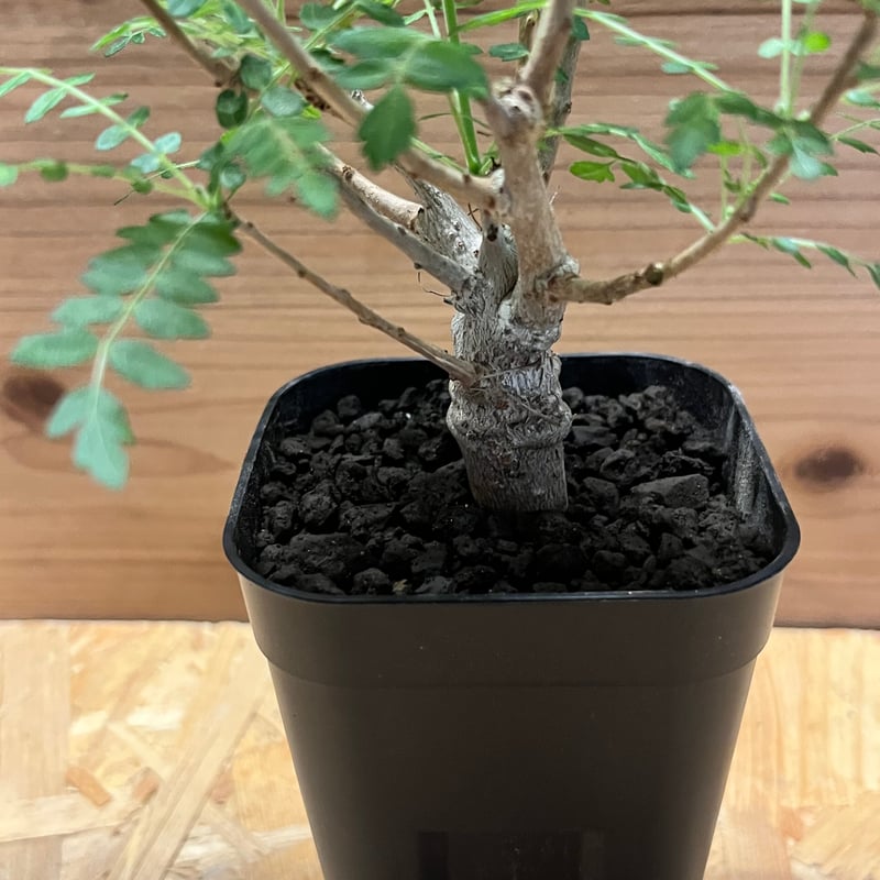 ボスウェリア ネグレクタ | GREEN LUCK