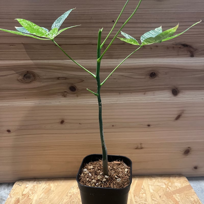 パキラ 斑入り 実生 | GREEN LUCK