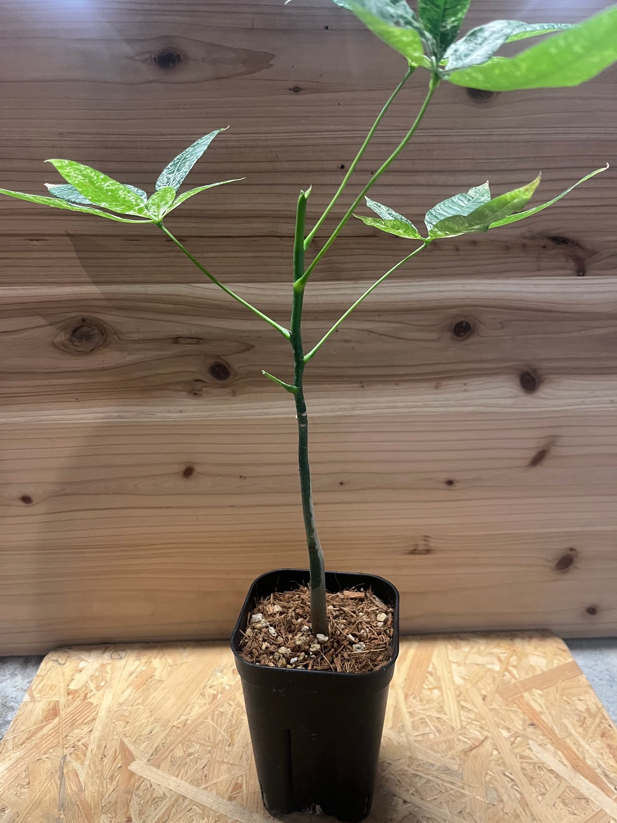 パキラ 斑入り 実生 | GREEN LUCK