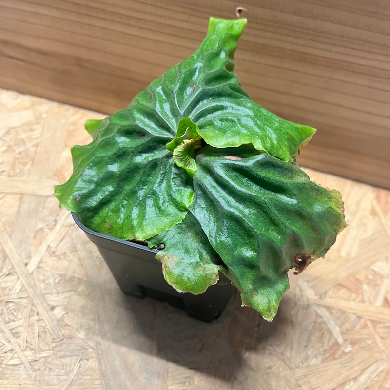 ビカクシダ マダガスカリエンセ | GREEN LUCK