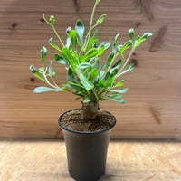 サイカス デバオエンシス | GREEN LUCK