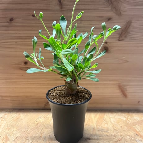 オトンナロバタ | STORES